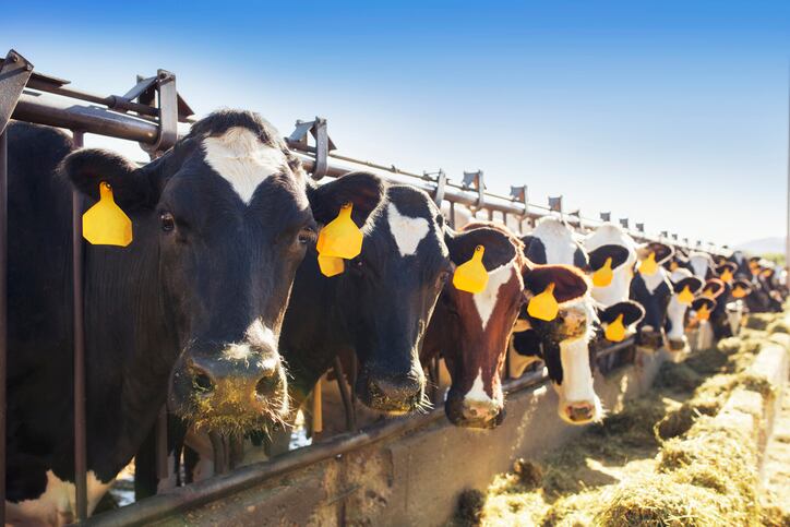 US dairy cow research: Rumen protected lysine may boost uterine health