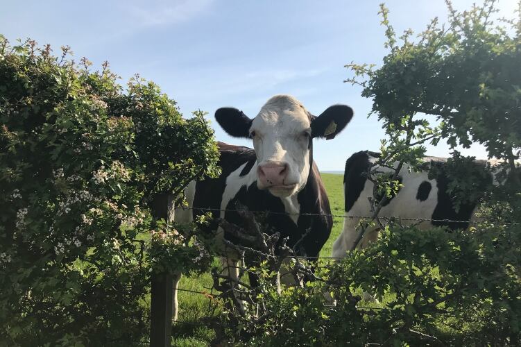 SomaDetect-raises-6m-in-funding-to-develop-AI-technology-for-dairy.jpg