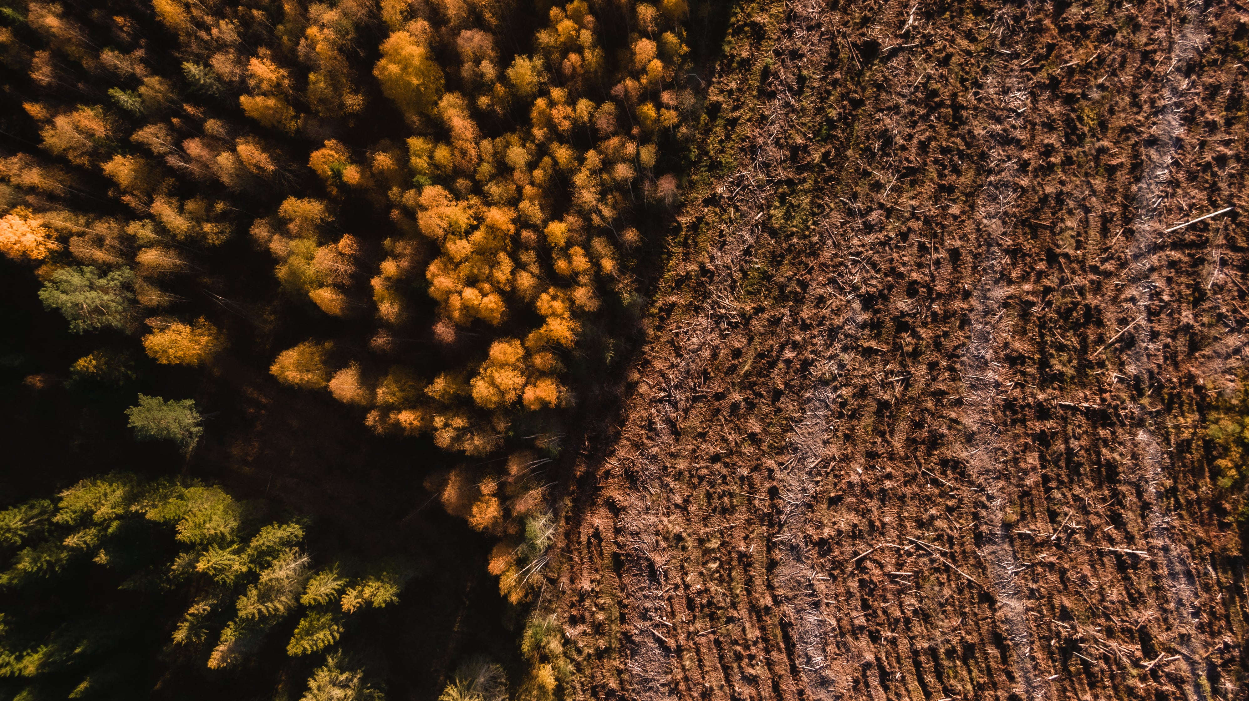 Photo series of deforestation in Northern Europe shot from the drone. Shot at Lahemaa National Park.