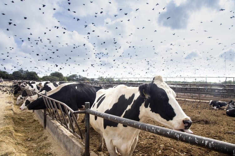 Avian-flu-in-US-dairy-cows-Key-questions-answered.jpg