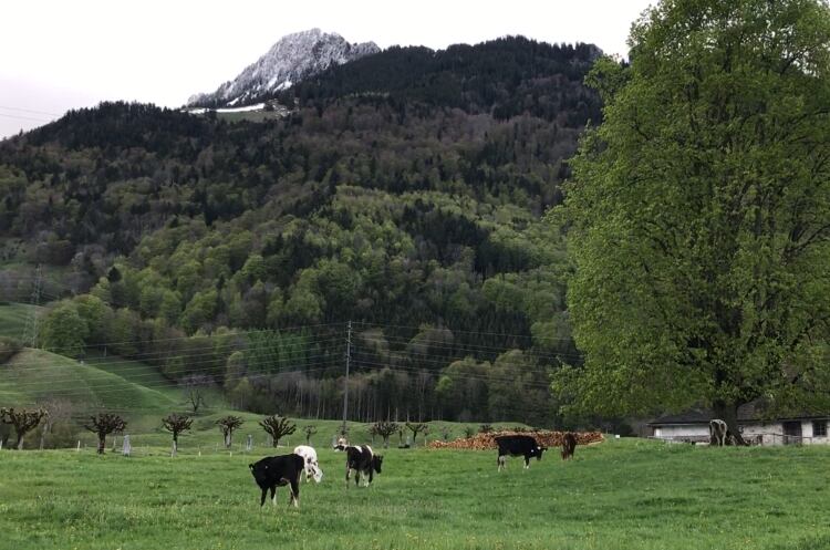 Garlic-in-cow-feed-keeps-gases-down-and-milk-yields-up.jpg
