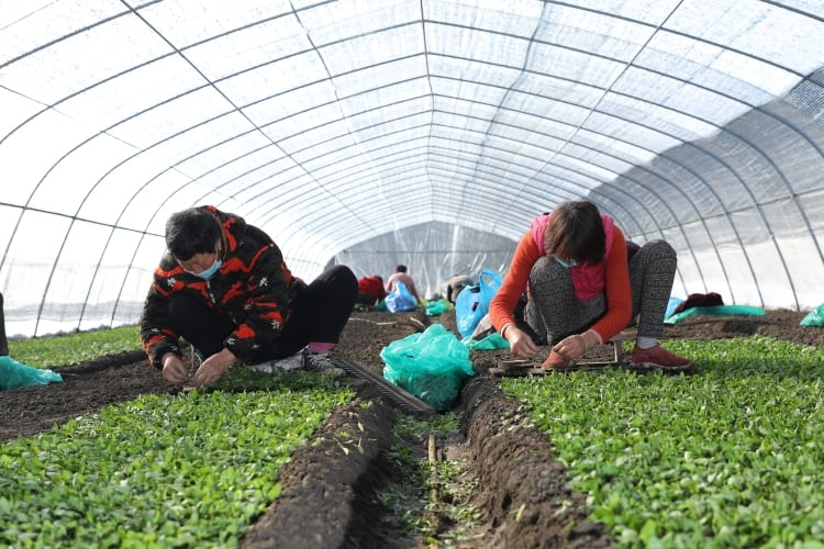 Tate & Lyle launches stevia sustainability program