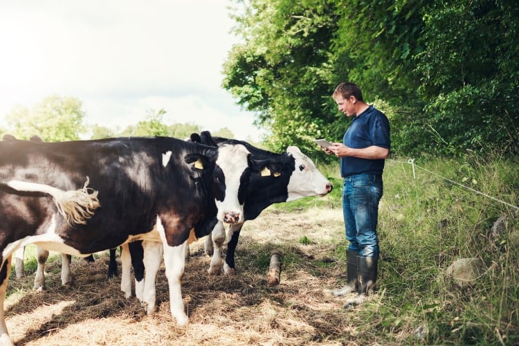 UK’s dairy export program ‘welcome’ but ag industry calls for joined-up approach from government