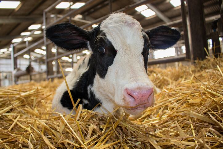 Sodium butyrate supplementation in low-starch calf starters enhances growth