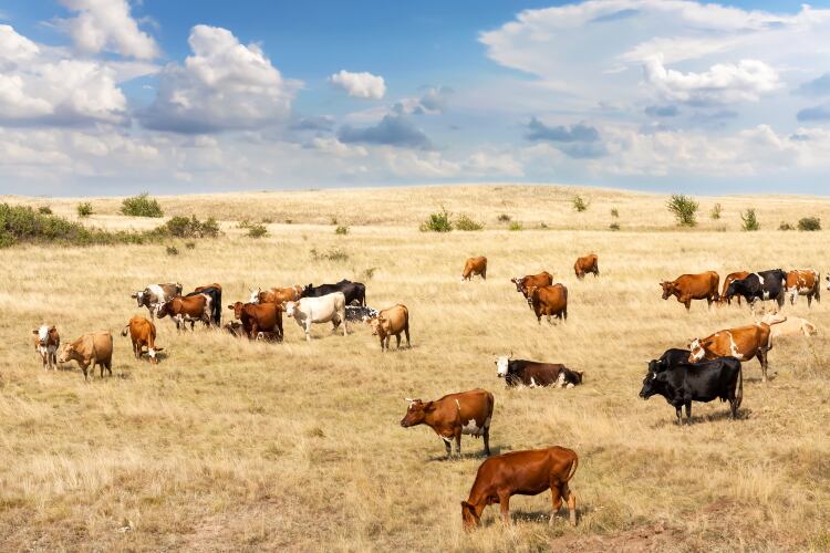 No grass? Switch to straw-based rations to preserve forage 