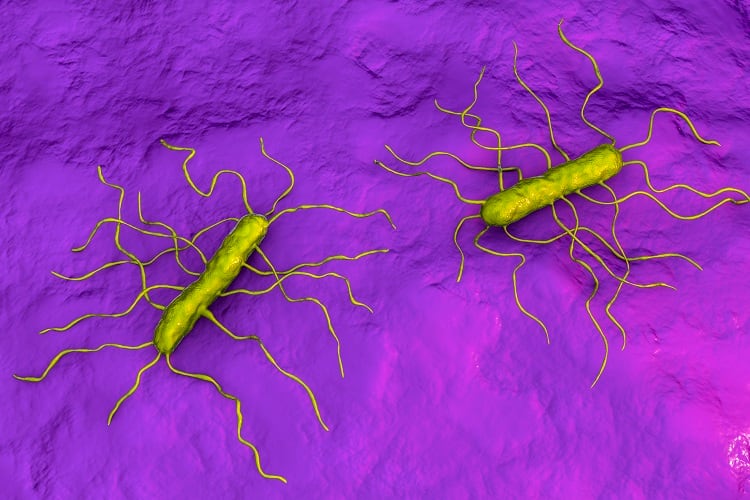 Foodborne bacteria can adapt to cleaning methods, research suggests
