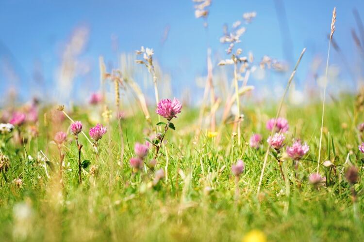 ‘We are in a natural crisis: Fair to Nature certification opens to dairy farmers
