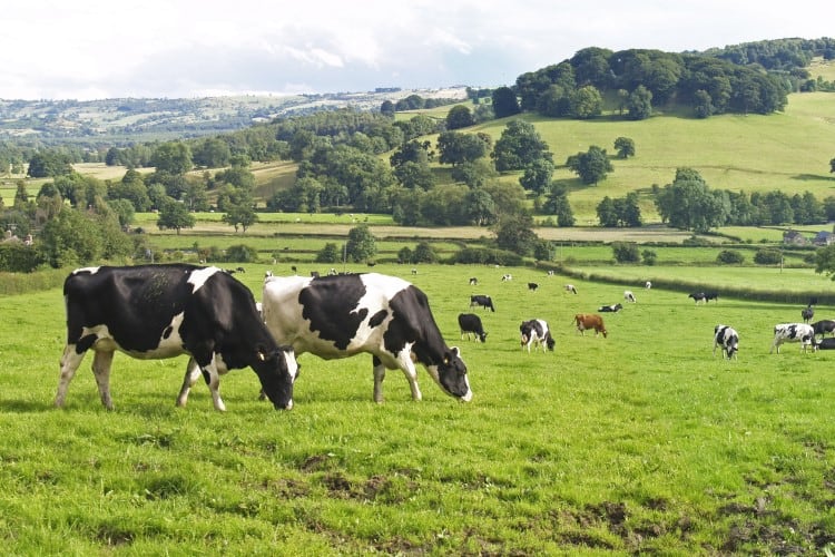 ‘Outcomes that consumers will welcome’: First Milk opens up on its regenerative farming partnership with Yeo Valley Production
