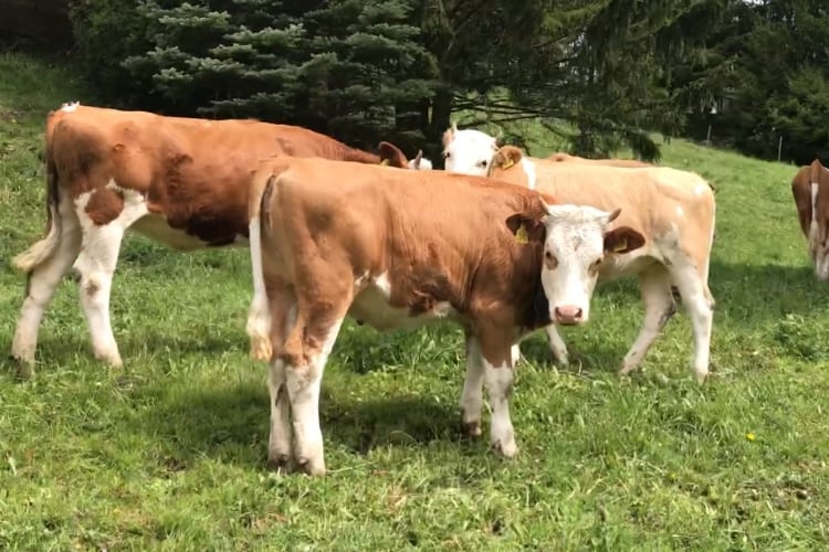 Nestlé includes dairy in plans to support transition to regenerative food system