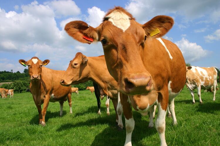 Guernsey’s dairy farmers granted emergency funding to tackle agflation