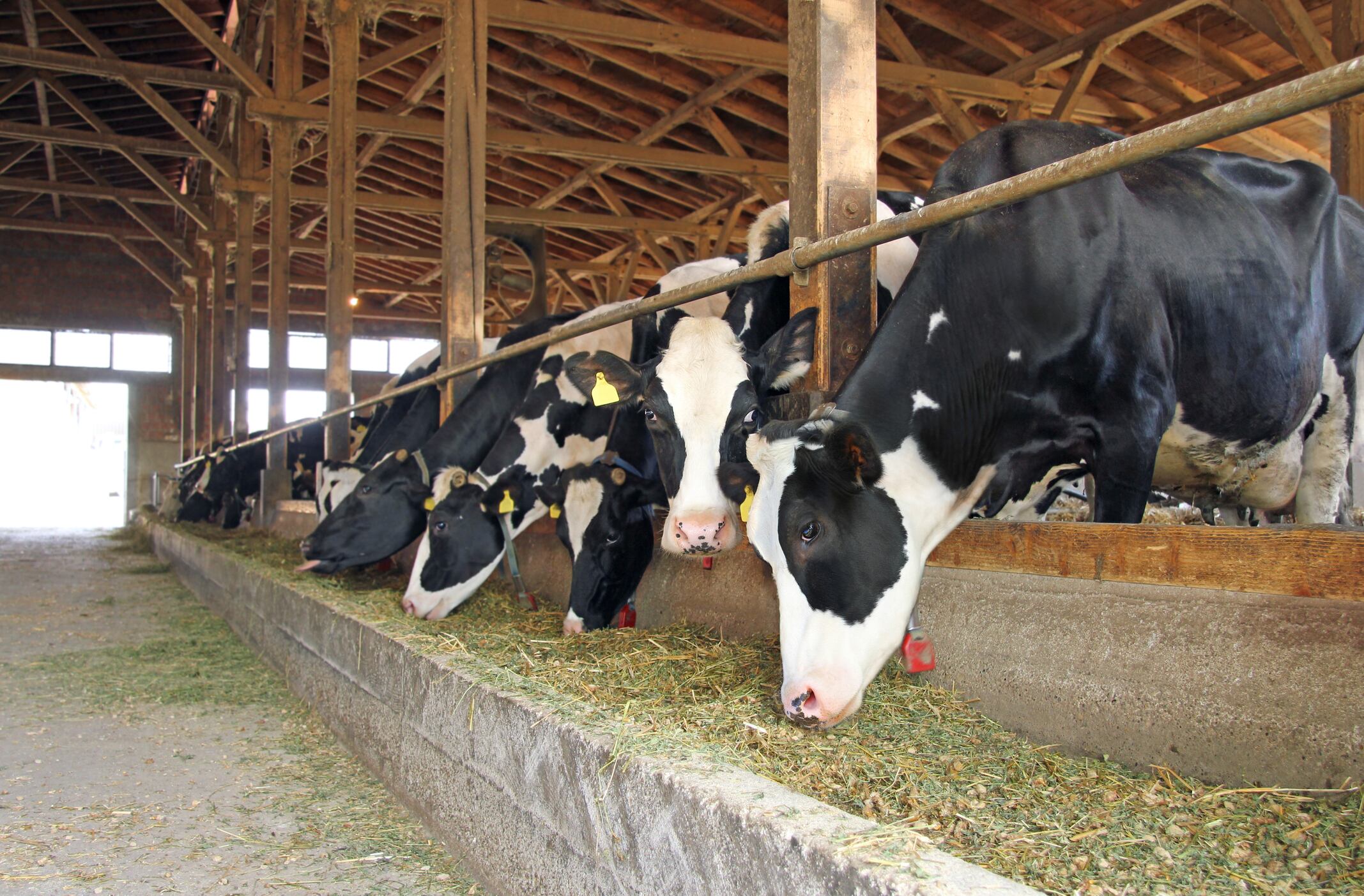 Cows in a farm, cowshed