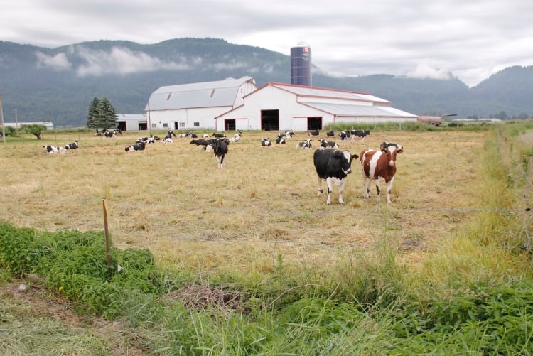 BC farmers helped with $228m flood recovery program