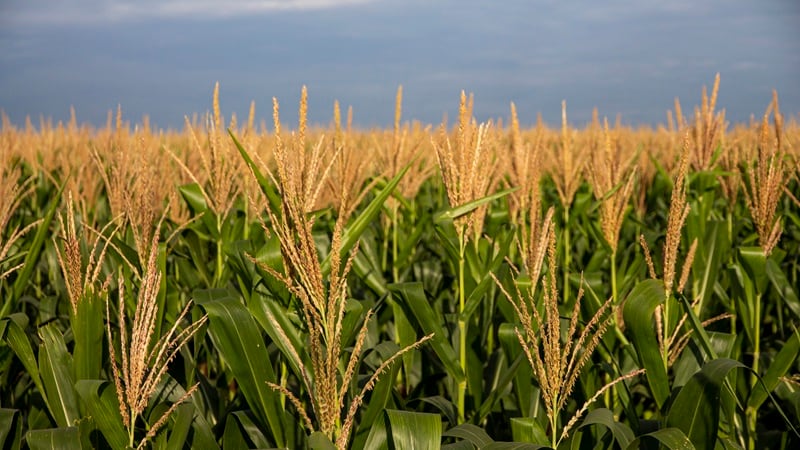 A corn field in Brazil