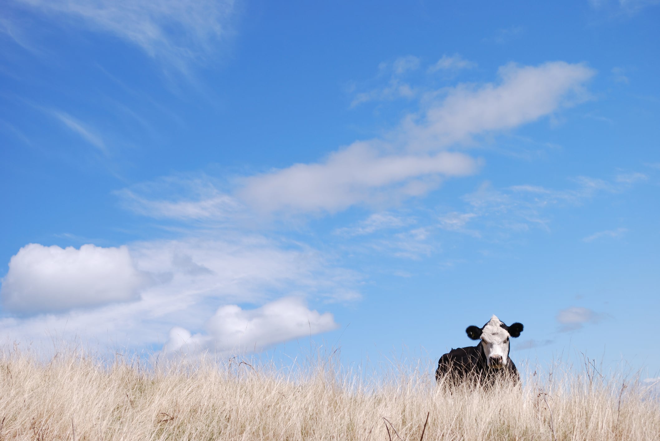 Rising temperatures threaten global milk supply 