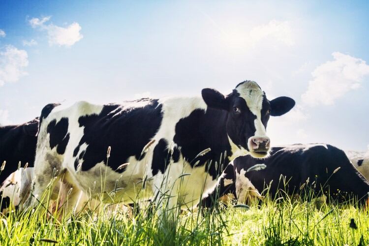 Cow diet changes may slash enteric methane from dairy by up to 60%