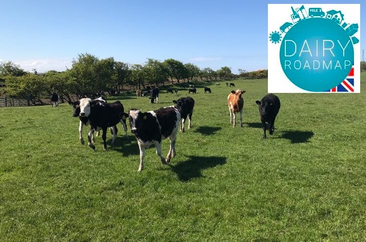UK Dairy Roadmap unveils net zero climate ambition