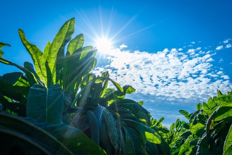 New BENEO organic ingredients have dairy applications