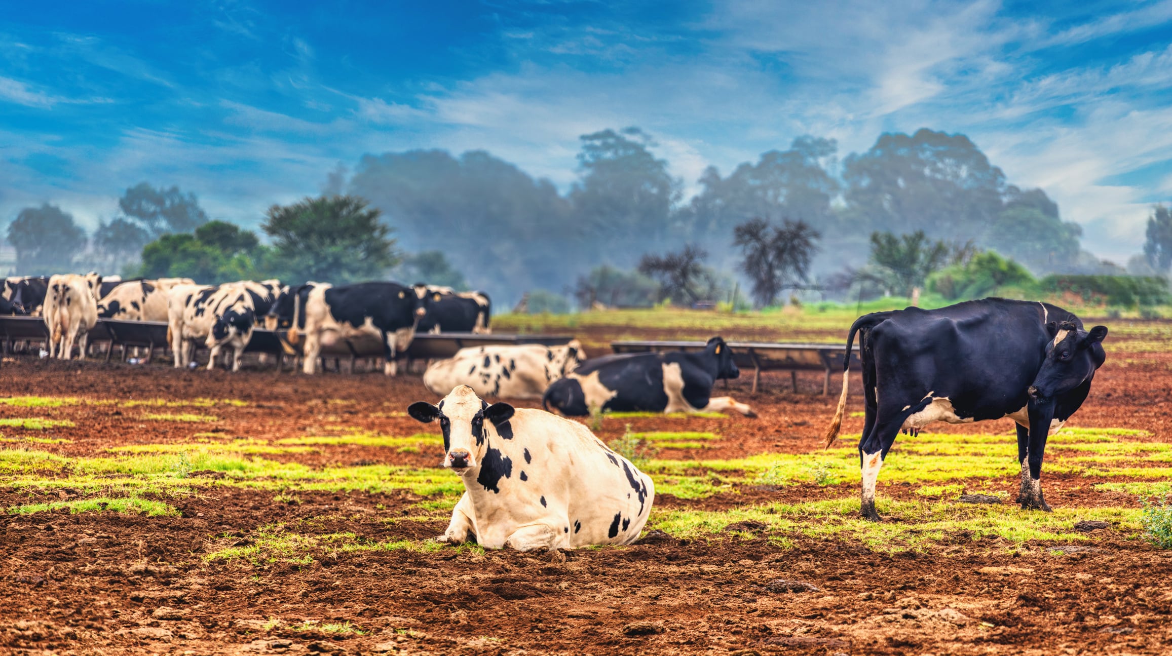 Dairy processors ramp up decarbonization efforts in Africa
