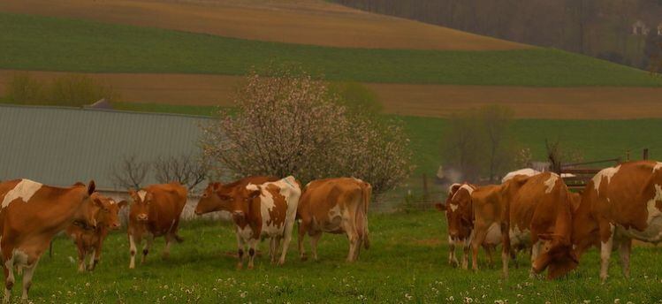 guernsey-cows-Origin-milk-co.jpg