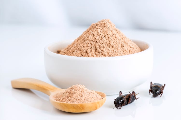 Crickets as a new protein source? No whey