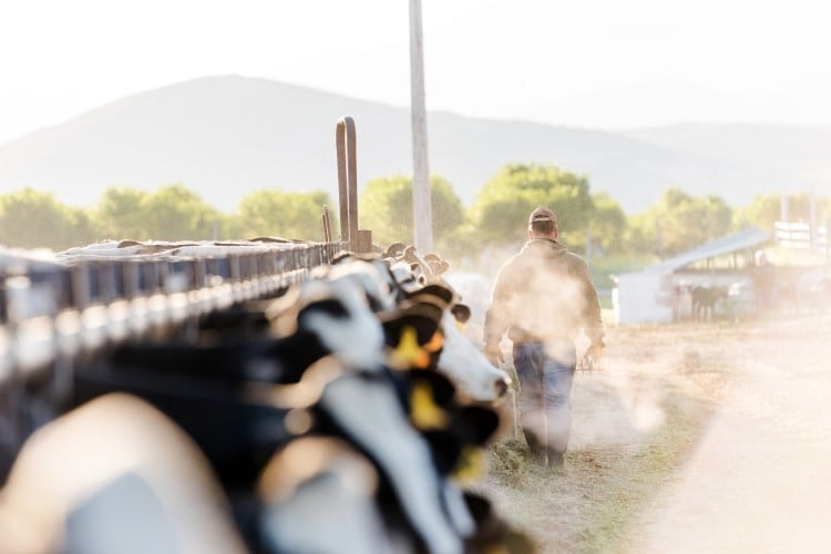 USDA-to-pay-dairy-farmers-to-limit-bird-flu-transmission.jpg