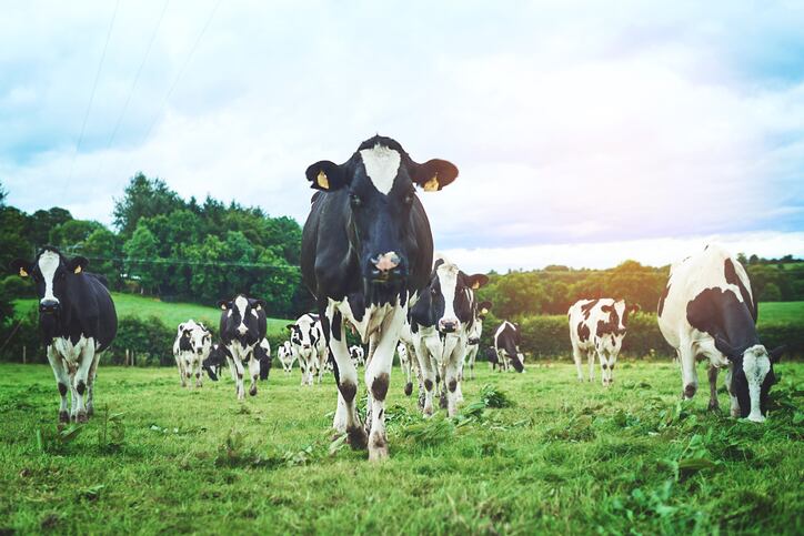 Critical connection: The peril of poor pre-calving nutrition on colostrum quality 