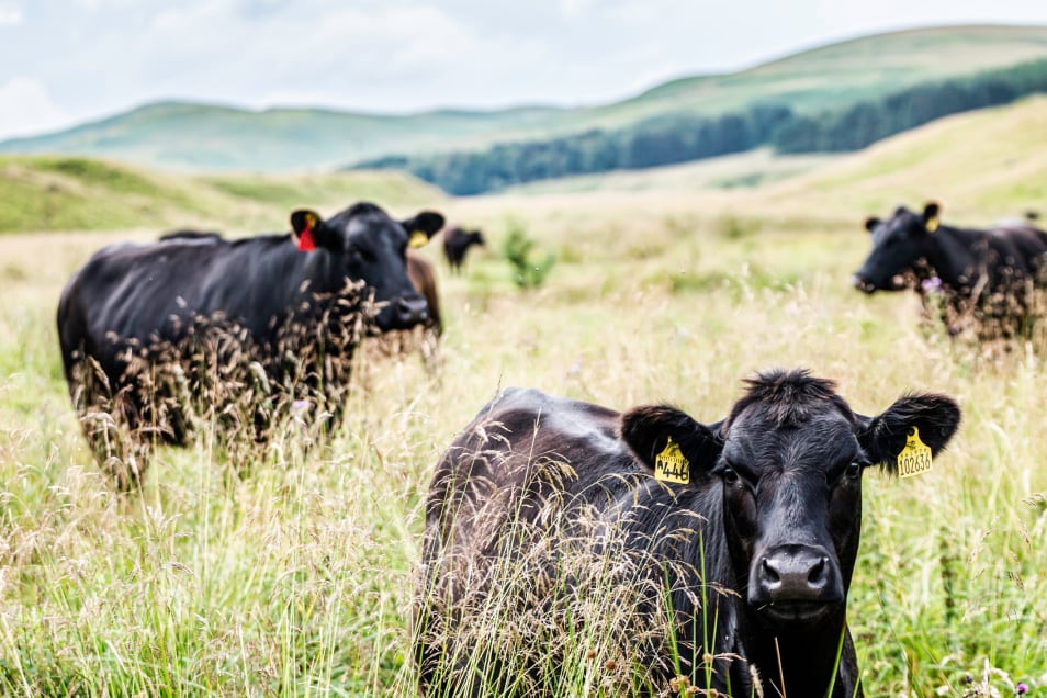 Half of Gen Z ‘ashamed’ to order milk in public: Arla probes how social media and ‘cancel culture’ shape attitudes to dairy