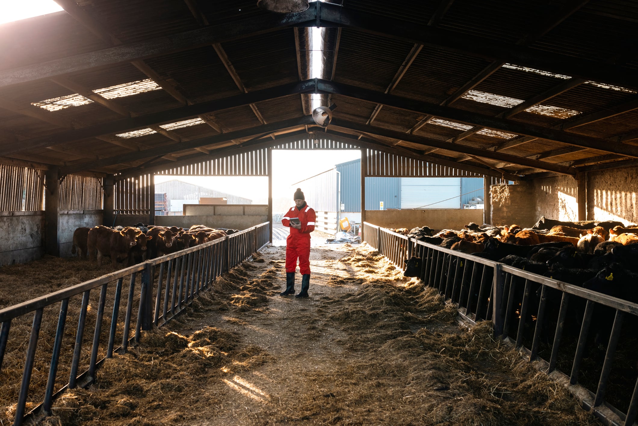 A dairy farm
