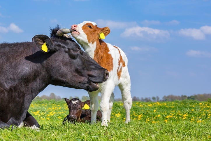 A gut feeling: Probiotic delivers methane reduction and improved productivity