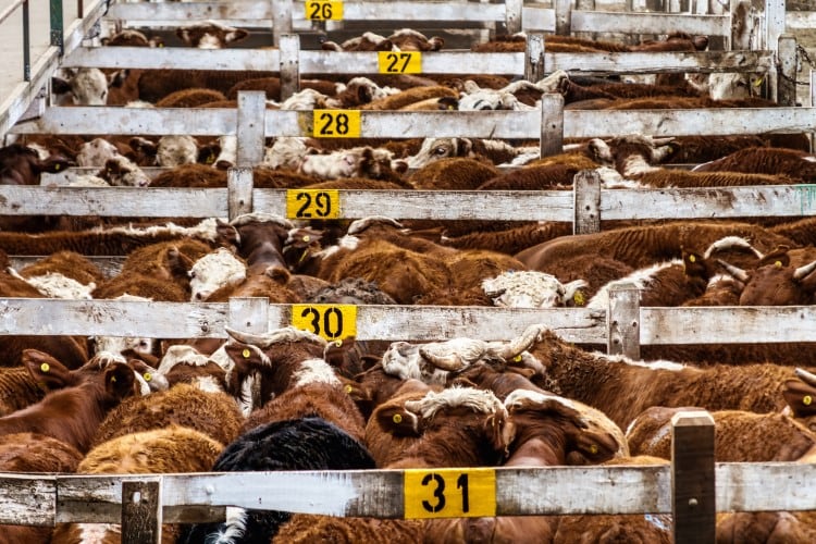 ‘Emaciated and weak’: How Canada’s slaughter dairy cows fall through the cracks