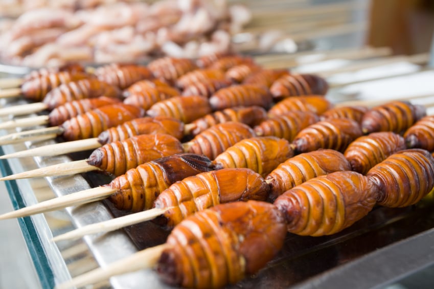 Insects_silkworms.jpg
