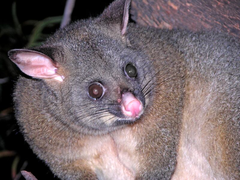 Possum_AnjoKanFotografie.jpg