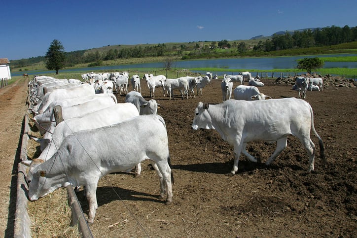Investments in five countries including India and China may hold key to tackling climate challenges in animal farming 