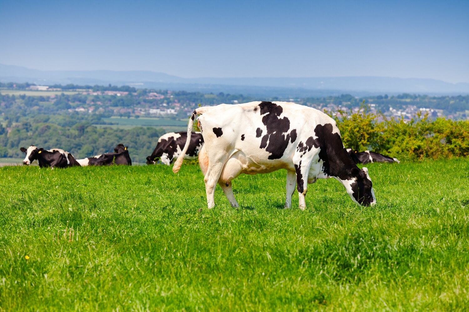 FrieslandCampina explores efforts to achieve sustainable circular agriculture
