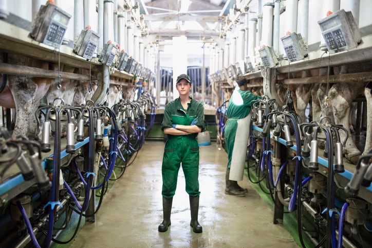 Dairy farmers should be cautious about making cost-cutting changes to feed rations, warns Rabobank 