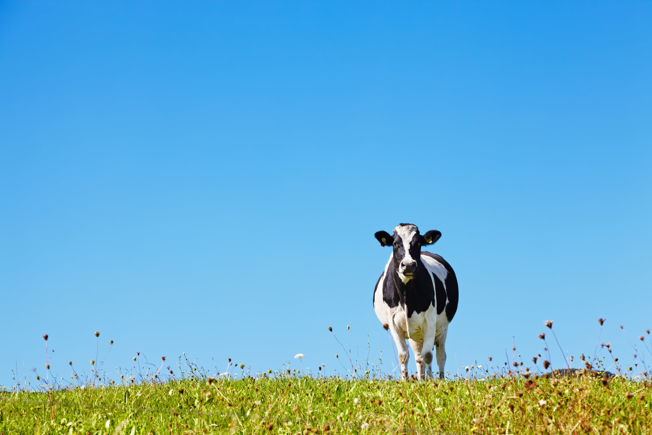 Grass-fed dairy: Ireland eyes Asia’s premium nutrition boom