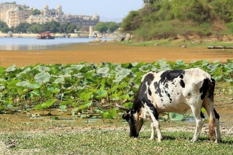 Mooo App hopes to deliver mooo money to Indian dairy farmers