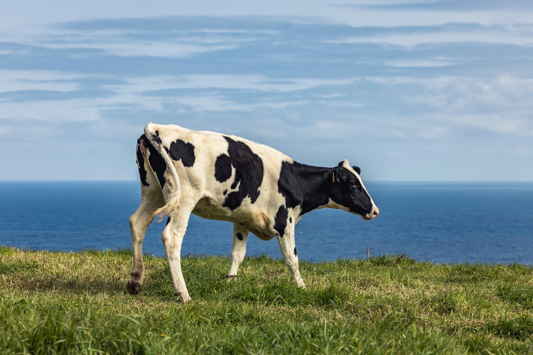 typical scene at sao miguel, the green island of the azores island. there more cows than people.