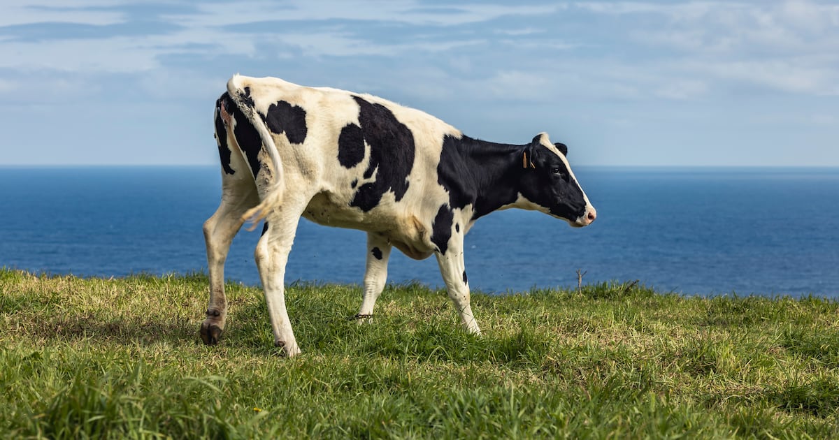 Red tape sinks world’s first floating dairy farm