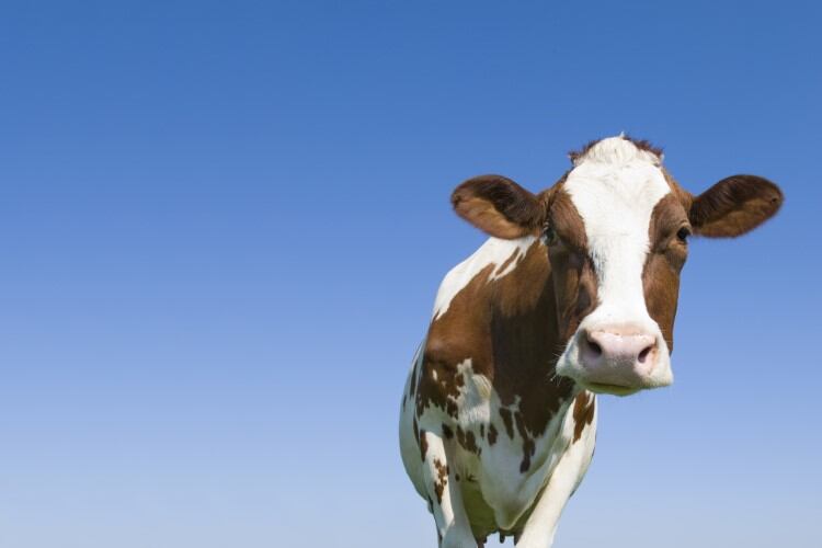 Competition time: Startups with ‘innovative’ dairy products can win cash, mentorship and more