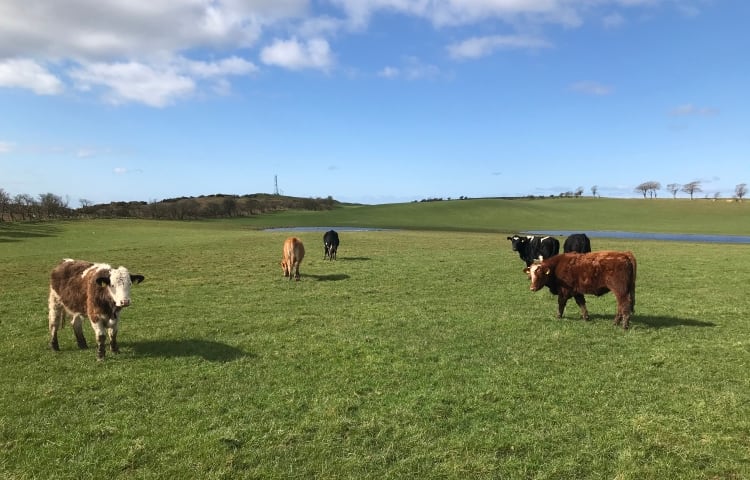 FrieslandCampina and DSM to pilot methane project on 200 farms