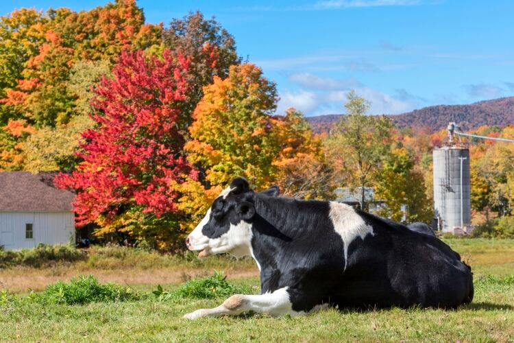 USDA adds $80m funding to support dairy industry and gives out pandemic assistance cash