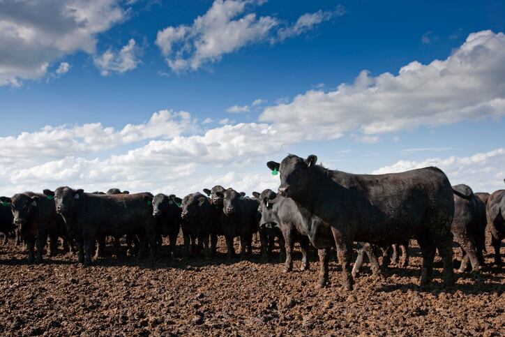 Frank Mitloehner: A rethinking of CH4 associated with animal agriculture is needed