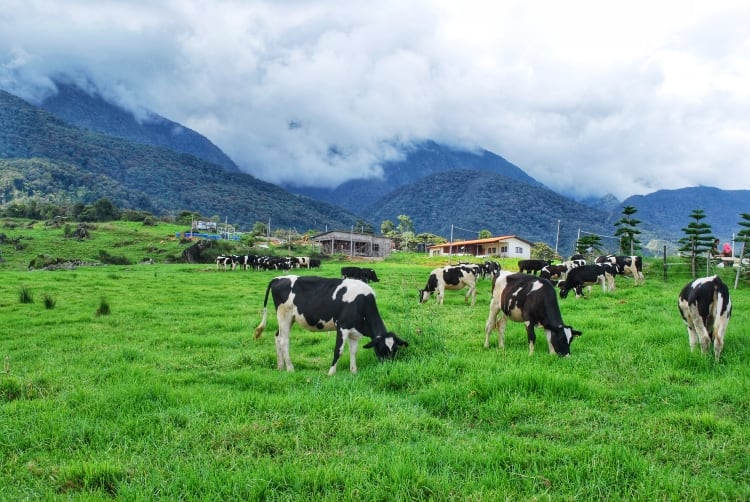 Dairy valley program could just possibly bring self-sufficiency to Malaysia