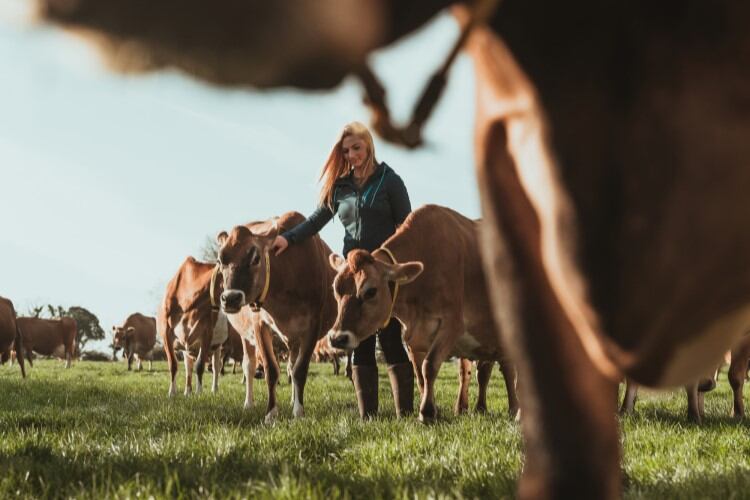 ELM: Farmers to get additional £20/ha under SFI, CS rates go up