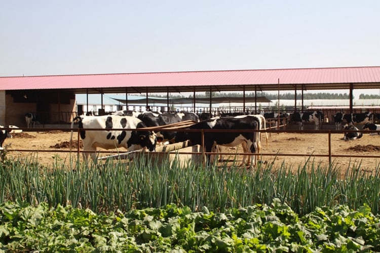 Fonterra sells China farms