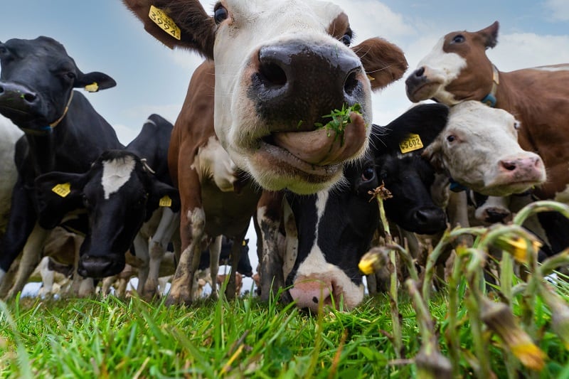 ‘Dairy can become an integral part of a food system for the future:’ Ben & Jerry’s on its ‘bold commitment’ to target emissions   