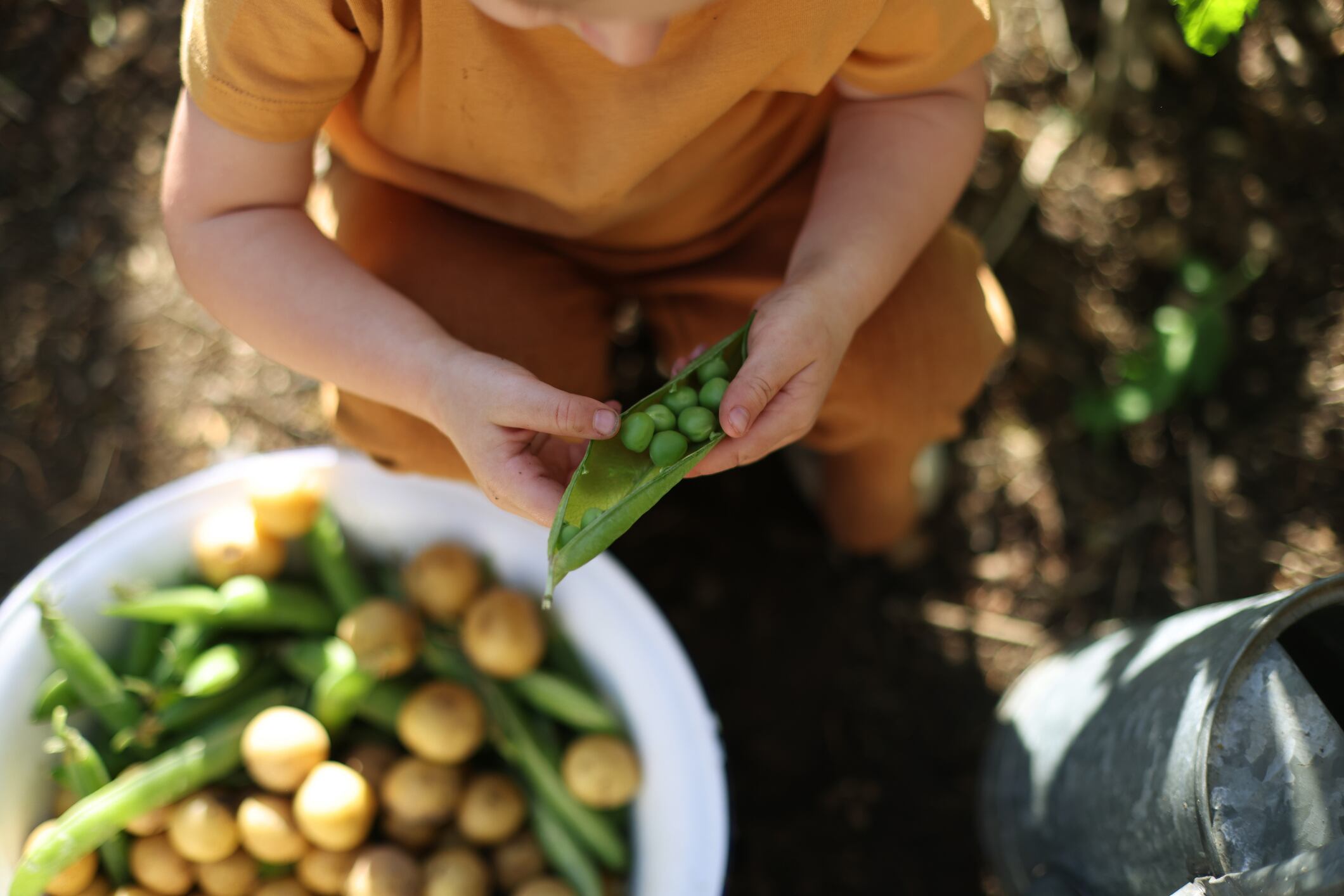 A child gardening in a vegetable garden