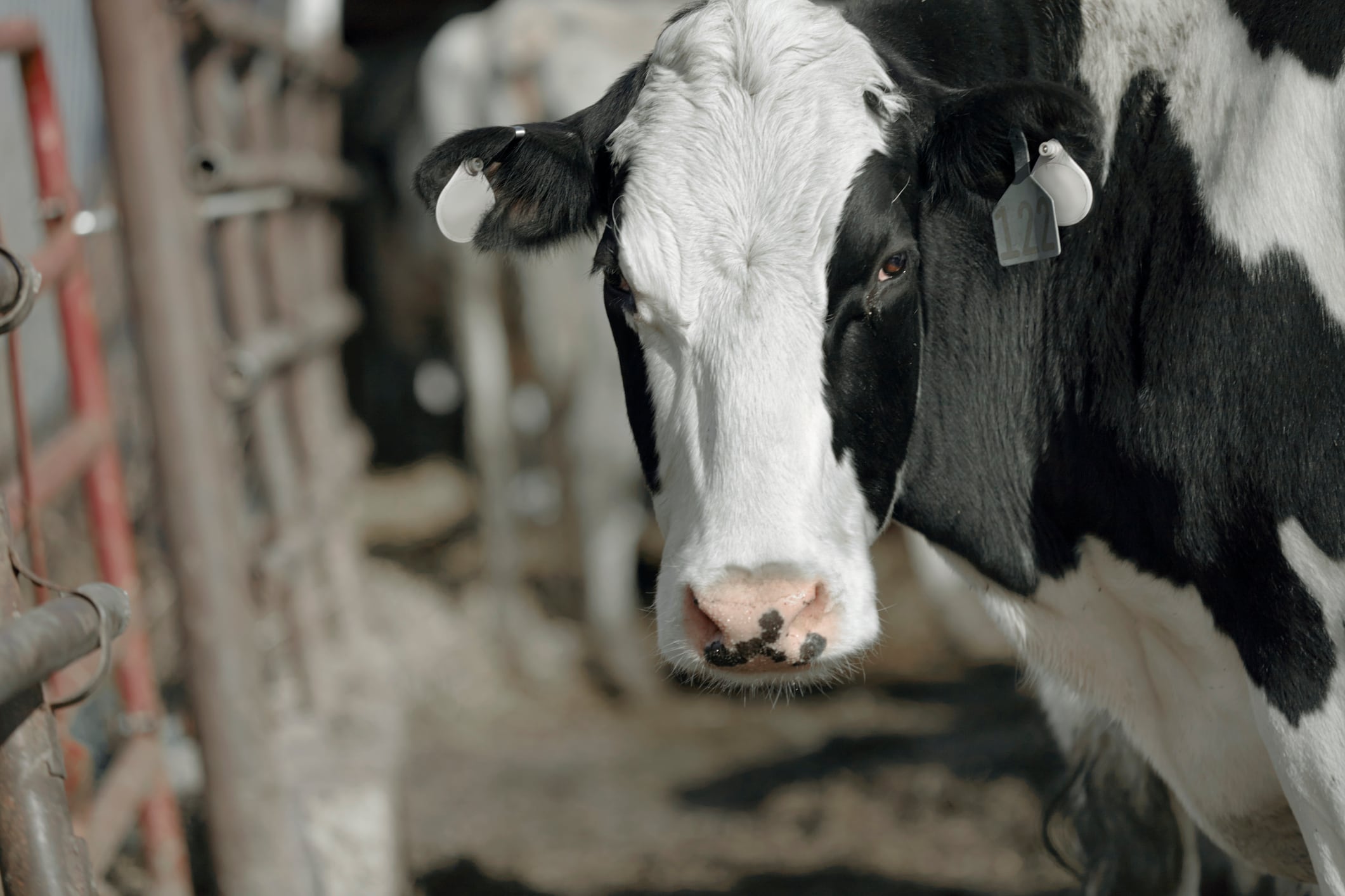 A cow in a milking shed