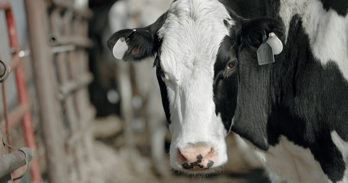 M&S backs AI-powered herd monitoring as part of dairy welfare drive